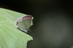 Anthene liodes