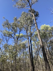 Eucalyptus fibrosa