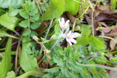 Erodium moschatum