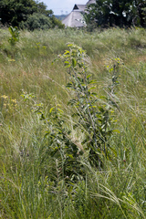 Pseudarthria hookeri