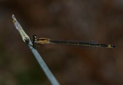 Ischnura elegans