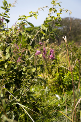 Pseudarthria hookeri