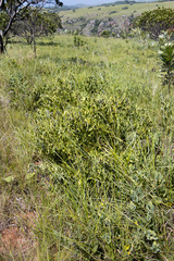 Rafnia elliptica