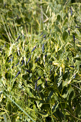 Rafnia elliptica