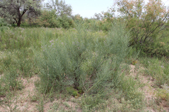 Halostachys belangeriana