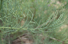 Halostachys belangeriana