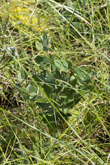 Rhoicissus tridentata