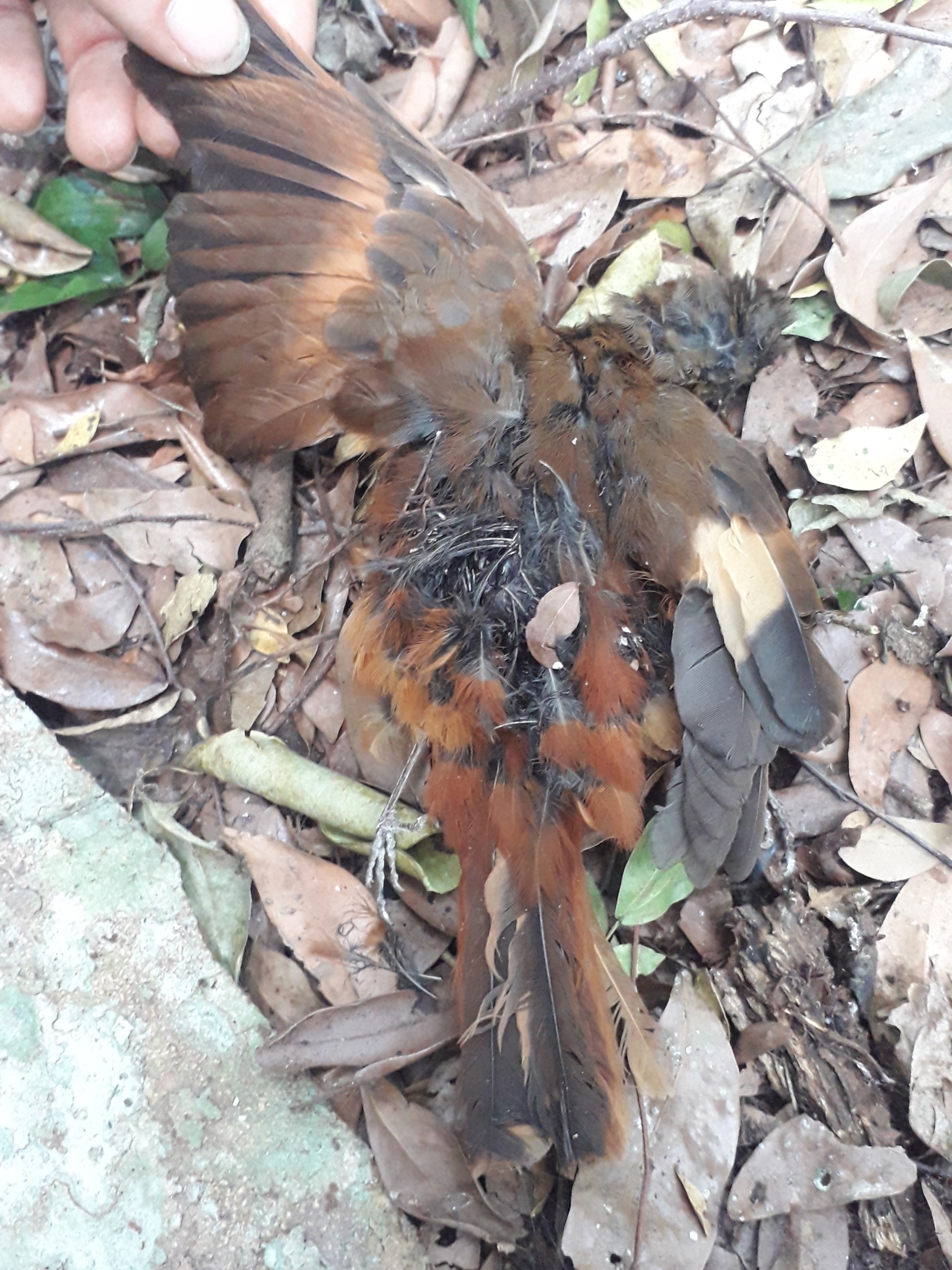 Fraser's Rufous Thrush (Stizorhina fraseri), photo 1