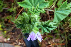 Malva multiflora