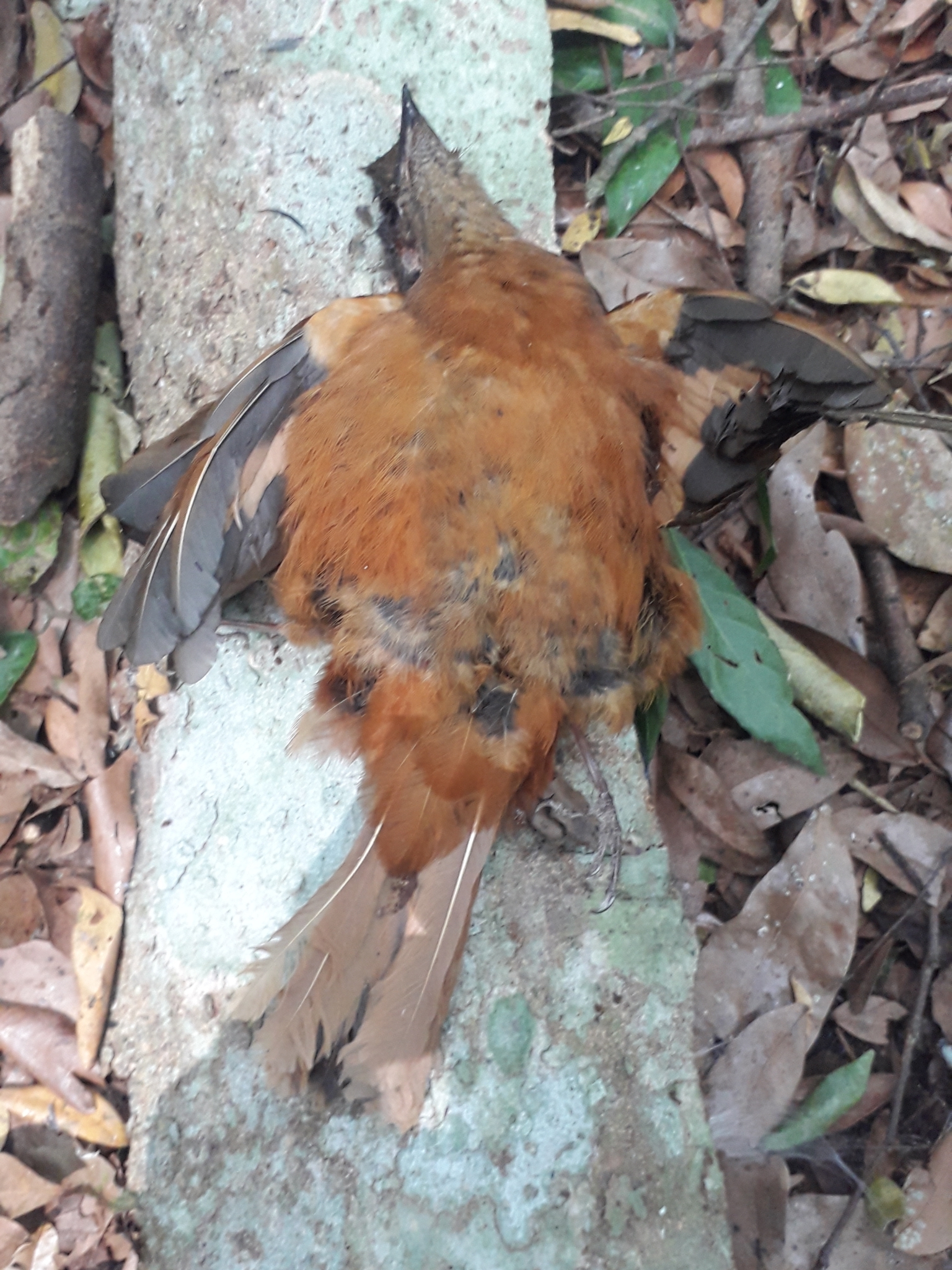 Fraser's Rufous Thrush (Stizorhina fraseri), photo 2