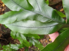 Blechnum colensoi