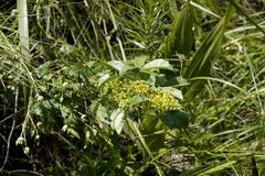 Searsia carnosula