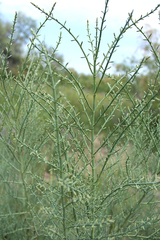 Halostachys belangeriana