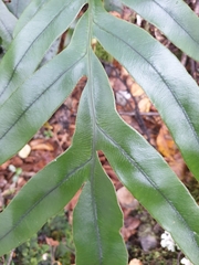 Blechnum colensoi