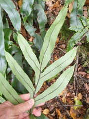 Blechnum colensoi
