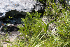Senecio rhyncholaenus