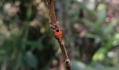 Kalidasa lanata