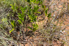 Smilax anceps
