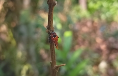 Kalidasa lanata