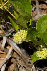 Smilax anceps