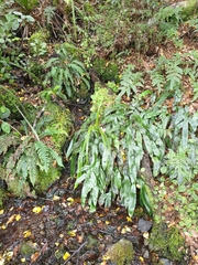 Blechnum colensoi