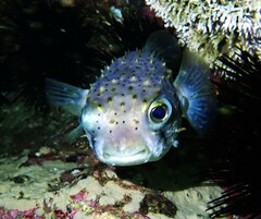 Dicotylichthys punctulatus