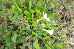 Raphanus raphanistrum