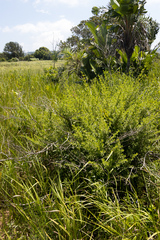 Syncolostemon rotundifolius