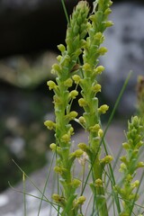 Satyrium parviflorum