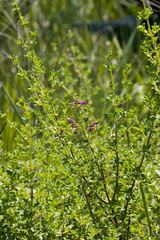 Syncolostemon rotundifolius