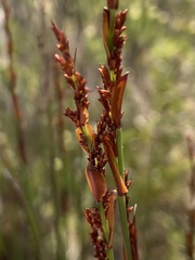 Elegia tectorum