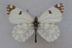 Euchloe crameri