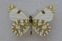 Euchloe crameri