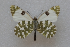 Euchloe crameri