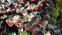 Auricularia mesenterica