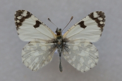 Euchloe crameri