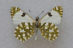 Euchloe crameri