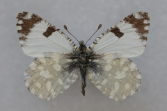 Euchloe crameri