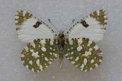 Euchloe crameri