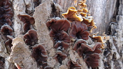 Auricularia mesenterica
