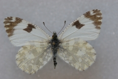 Euchloe crameri