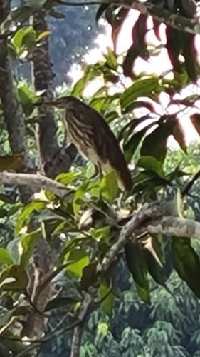 Indian Pond-Heron