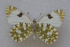 Euchloe crameri