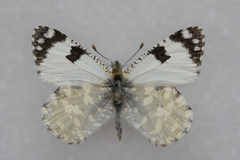 Euchloe crameri