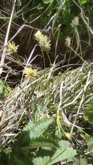 Carex caryophyllea