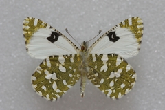 Euchloe crameri