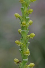 Satyrium parviflorum