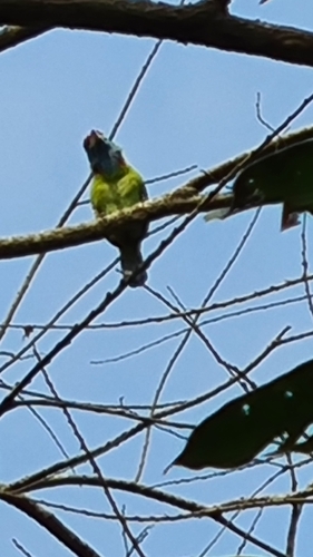 Blue-throated Barbet