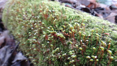 Brachytheciastrum velutinum