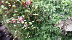 Brachytheciastrum velutinum